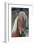 Icelandic horse near Vik, Iceland, Polar Regions-Sergio Pitamitz-Framed Photographic Print