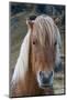 Icelandic horse near Vik, Iceland, Polar Regions-Sergio Pitamitz-Mounted Photographic Print