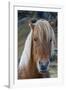 Icelandic horse near Vik, Iceland, Polar Regions-Sergio Pitamitz-Framed Photographic Print