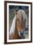 Icelandic horse near Vik, Iceland, Polar Regions-Sergio Pitamitz-Framed Photographic Print