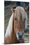 Icelandic horse near Vik, Iceland, Polar Regions-Sergio Pitamitz-Mounted Photographic Print