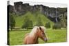 Icelandic Horse Near Waterfall-Paul Souders-Stretched Canvas