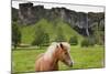 Icelandic Horse Near Waterfall-Paul Souders-Mounted Photographic Print