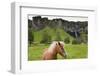 Icelandic Horse Near Waterfall-Paul Souders-Framed Photographic Print