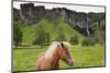 Icelandic Horse Near Waterfall-Paul Souders-Mounted Photographic Print