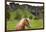 Icelandic Horse Near Waterfall-Paul Souders-Framed Photographic Print