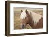 Icelandic horse, Snaefellsnes peninsula, Iceland, Polar Regions-John Potter-Framed Photographic Print