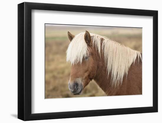 Icelandic horse, Snaefellsnes peninsula, Iceland, Polar Regions-John Potter-Framed Photographic Print