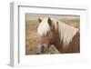 Icelandic horse, Snaefellsnes peninsula, Iceland, Polar Regions-John Potter-Framed Photographic Print