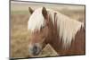 Icelandic horse, Snaefellsnes peninsula, Iceland, Polar Regions-John Potter-Mounted Photographic Print