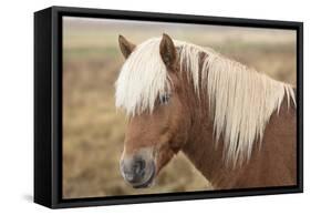 Icelandic horse, Snaefellsnes peninsula, Iceland, Polar Regions-John Potter-Framed Stretched Canvas