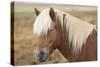 Icelandic horse, Snaefellsnes peninsula, Iceland, Polar Regions-John Potter-Stretched Canvas