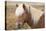 Icelandic horse, Snaefellsnes peninsula, Iceland, Polar Regions-John Potter-Stretched Canvas