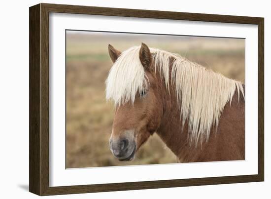 Icelandic horse, Snaefellsnes peninsula, Iceland, Polar Regions-John Potter-Framed Photographic Print