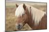 Icelandic horse, Snaefellsnes peninsula, Iceland, Polar Regions-John Potter-Mounted Photographic Print