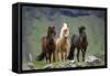 Icelandic Horse Three Standing-null-Framed Stretched Canvas