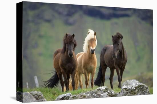 Icelandic Horse Three Standing-null-Stretched Canvas