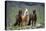 Icelandic Horse Three Standing-null-Stretched Canvas