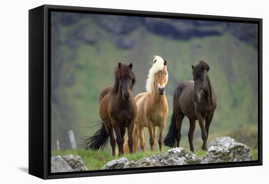 Icelandic Horse Three Standing-null-Framed Stretched Canvas