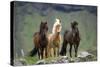 Icelandic Horse Three Standing-null-Stretched Canvas