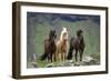 Icelandic Horse Three Standing-null-Framed Premium Photographic Print