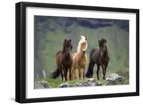 Icelandic Horse Three Standing-null-Framed Premium Photographic Print