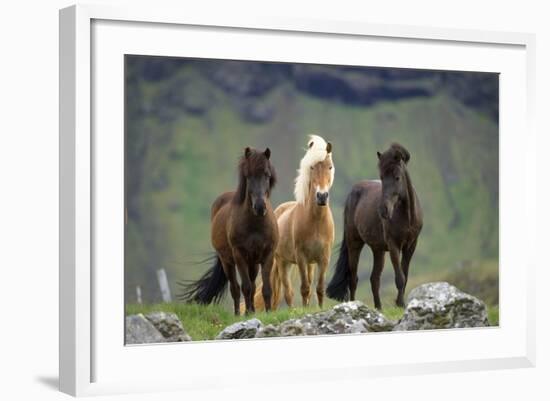 Icelandic Horse Three Standing-null-Framed Photographic Print