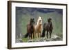 Icelandic Horse Three Standing-null-Framed Photographic Print