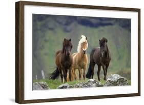 Icelandic Horse Three Standing-null-Framed Photographic Print