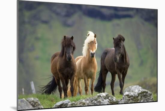 Icelandic Horse Three Standing-null-Mounted Photographic Print