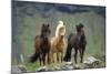 Icelandic Horse Three Standing-null-Mounted Photographic Print