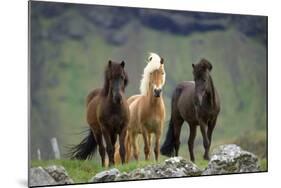 Icelandic Horse Three Standing-null-Mounted Photographic Print