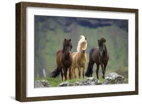 Icelandic Horse Three Standing-null-Framed Photographic Print