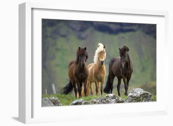 Icelandic Horse Three Standing-null-Framed Photographic Print