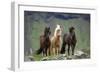 Icelandic Horse Three Standing-null-Framed Photographic Print