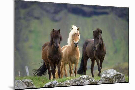 Icelandic Horse Three Standing-null-Mounted Photographic Print