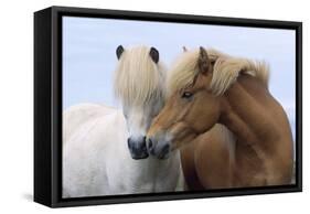 Icelandic Horse Two Smelling Each Other in Communication-null-Framed Stretched Canvas