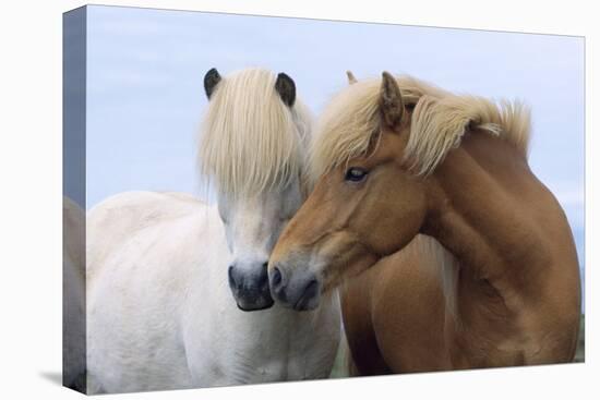 Icelandic Horse Two Smelling Each Other in Communication-null-Stretched Canvas