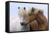 Icelandic Horse Two Smelling Each Other in Communication-null-Framed Stretched Canvas