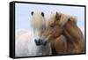 Icelandic Horse Two Smelling Each Other in Communication-null-Framed Stretched Canvas