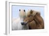 Icelandic Horse Two Smelling Each Other in Communication-null-Framed Photographic Print
