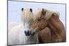 Icelandic Horse Two Smelling Each Other in Communication-null-Mounted Photographic Print