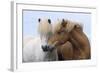 Icelandic Horse Two Smelling Each Other in Communication-null-Framed Photographic Print