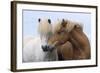 Icelandic Horse Two Smelling Each Other in Communication-null-Framed Photographic Print