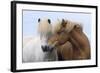 Icelandic Horse Two Smelling Each Other in Communication-null-Framed Photographic Print