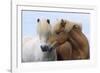 Icelandic Horse Two Smelling Each Other in Communication-null-Framed Photographic Print