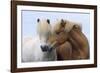 Icelandic Horse Two Smelling Each Other in Communication-null-Framed Photographic Print