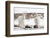 Icelandic Horse with Typical Winter Coat, Iceland-Martin Zwick-Framed Photographic Print