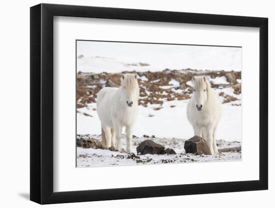 Icelandic Horse with Typical Winter Coat, Iceland-Martin Zwick-Framed Photographic Print