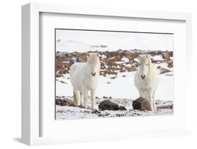 Icelandic Horse with Typical Winter Coat, Iceland-Martin Zwick-Framed Photographic Print